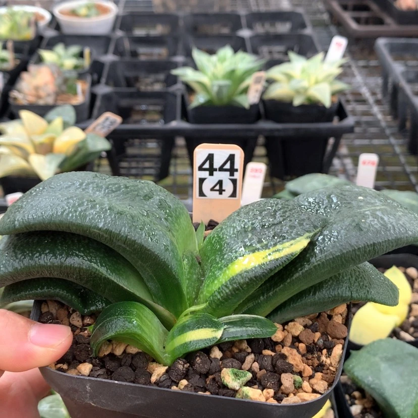 【闪购商品】444蜗牛