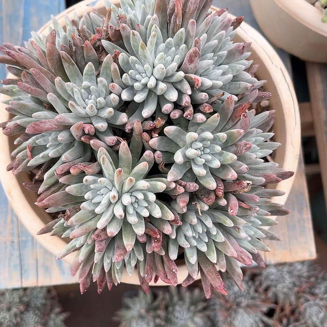 云*爱度莉丝杂交老桩