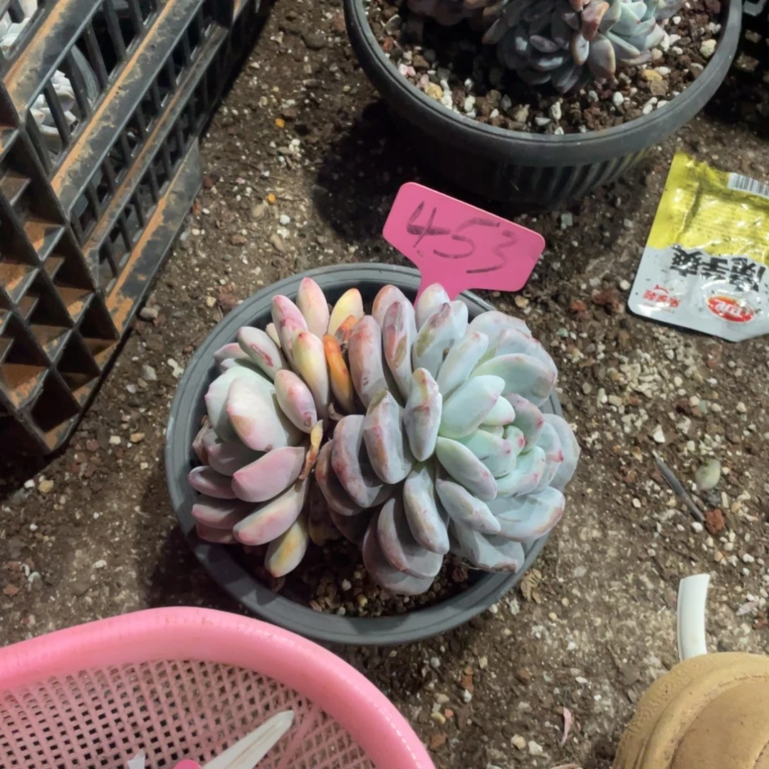 鲸***王星影缀化多头群生453