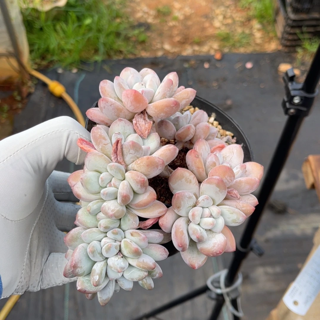 香水朵朵缀一物一拍不支持退换