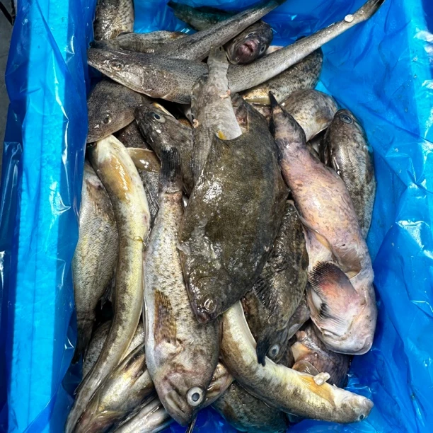 大连野生残杂拌鱼小的4斤顺丰包邮