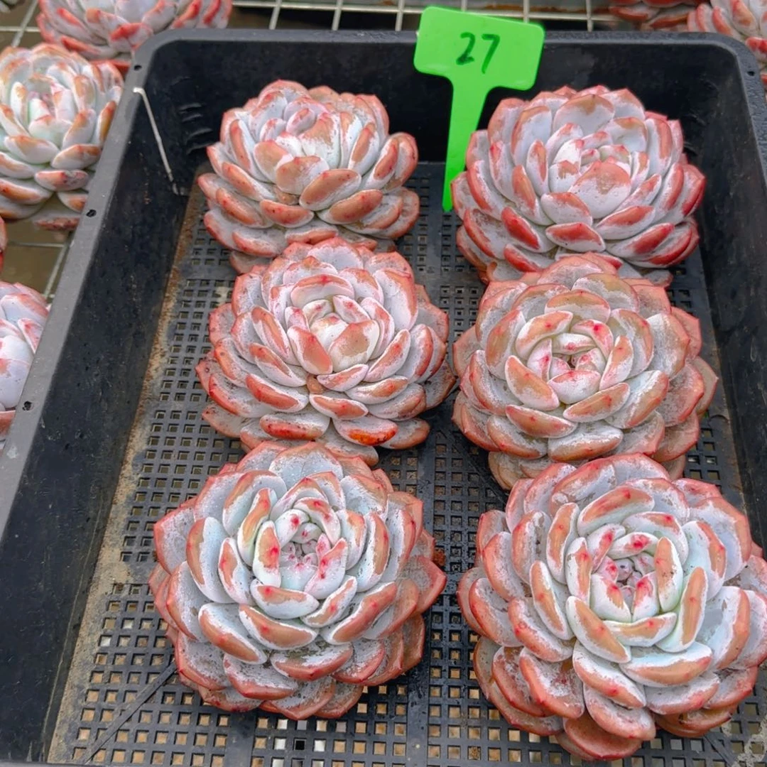 组合套餐编号27号