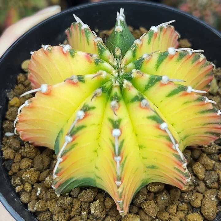 黄体箭头纹 金黄锁链一物一拍