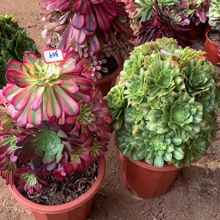 不包损29号翡翠琉璃维纳斯老桩