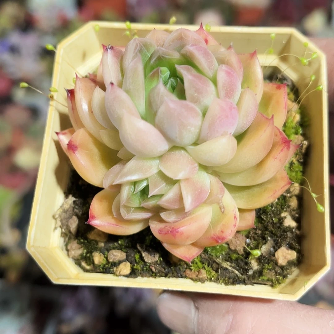 ?**?74多肉一礼物的我在看电影