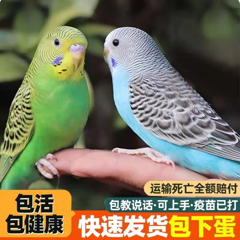 【手玩虎皮鹦鹉】手养鹦鹉活体小型宠物鸟观赏鸟