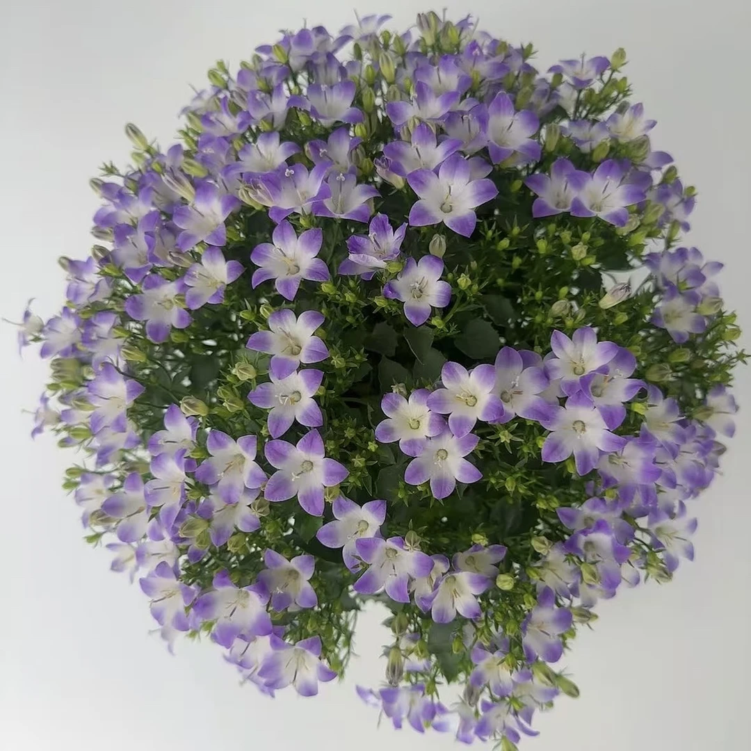 梦幻丹麦风铃草长势旺盛爆花机器室内室外新手易养护