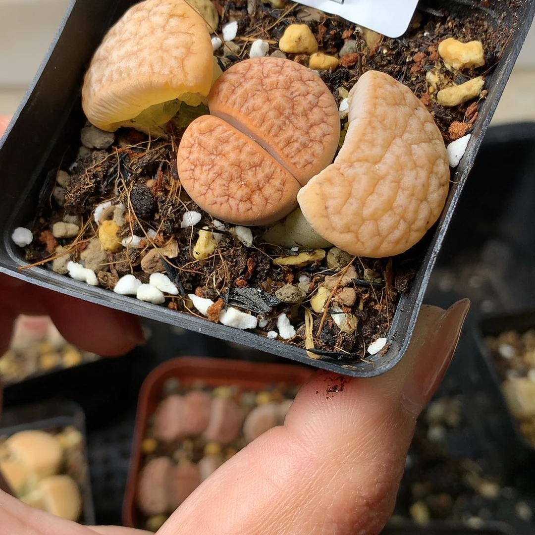 W272多肉植物保护研究所