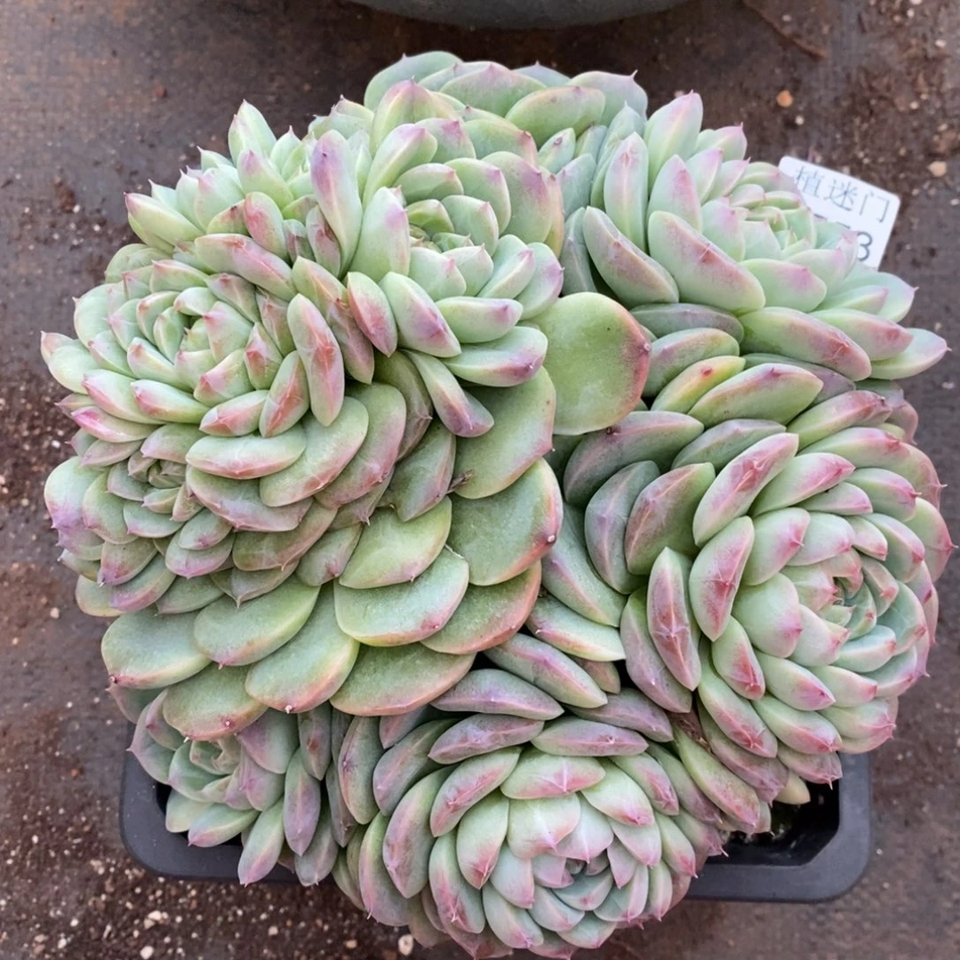 陌***绵杂交精品多肉8753~20厘米