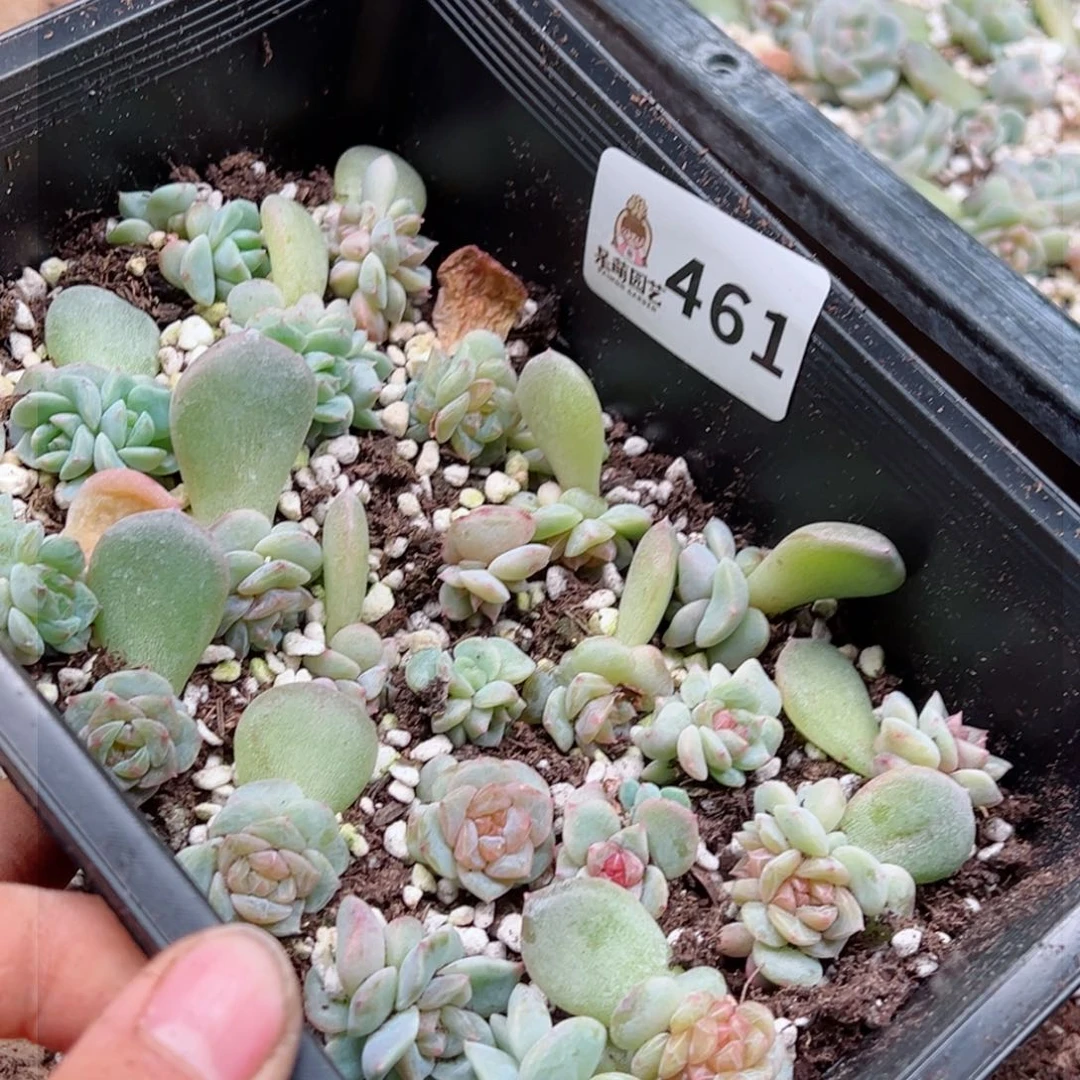 拾**猫多肉植物多肉植物