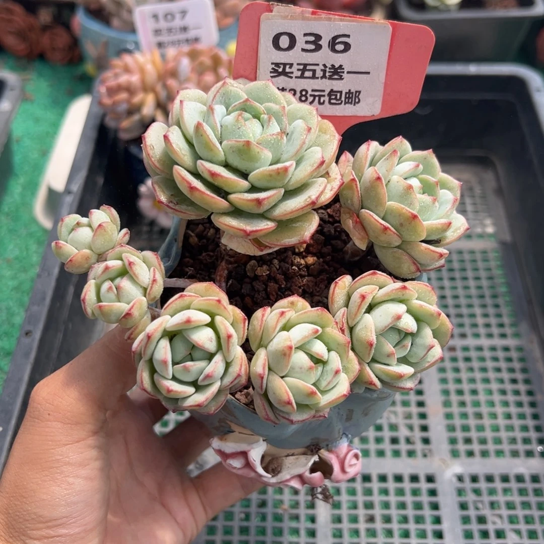 表妹精品多肉植物036.