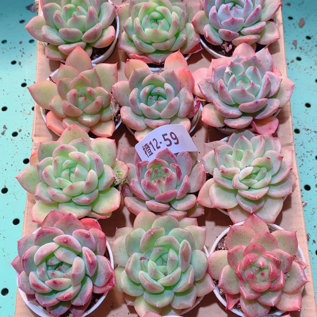 12-59一物一拍多肉带盆18颗