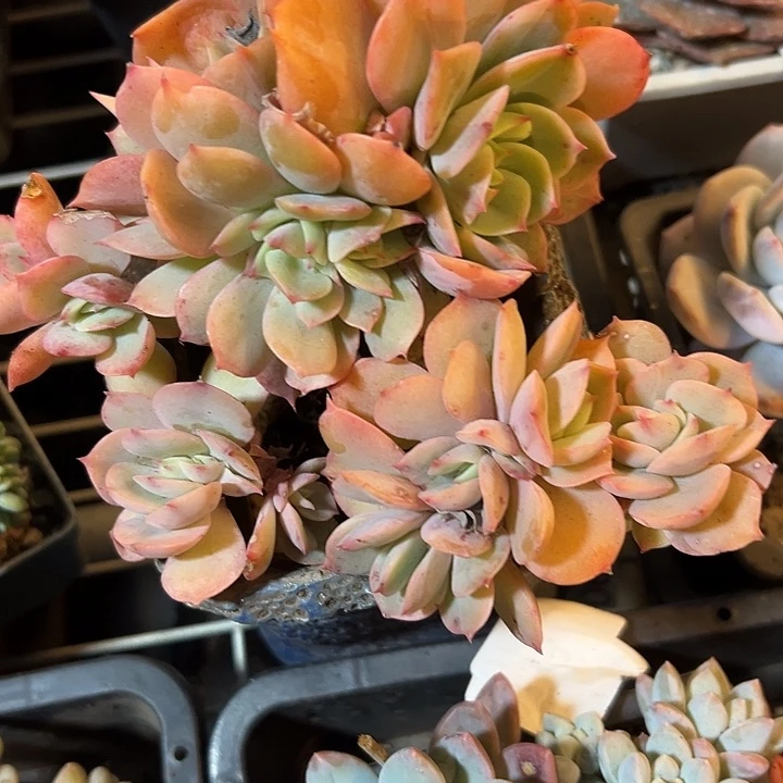 幸运的是我还没遇到幸运