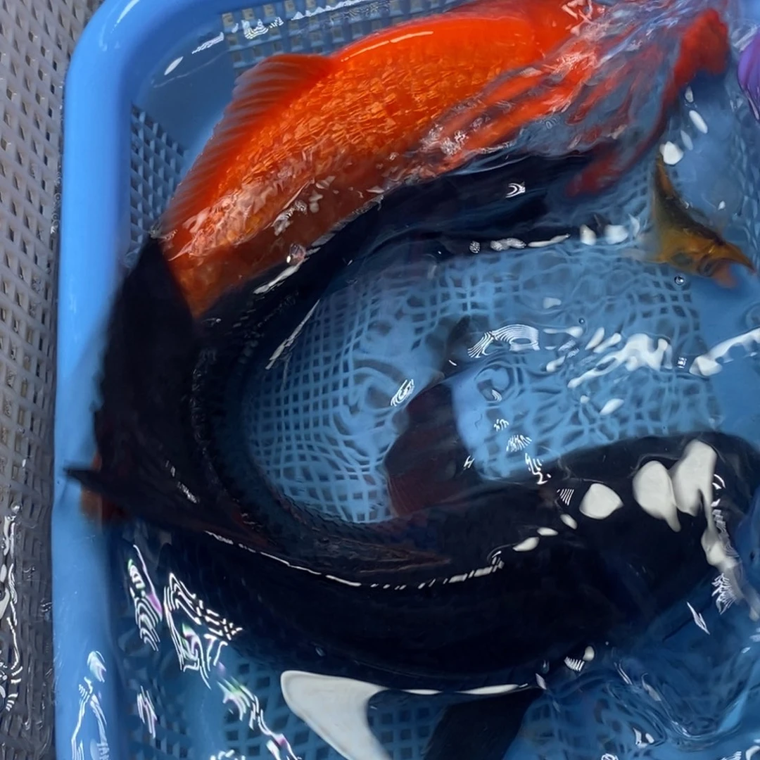 锦鲤冷水锦鲤包邮