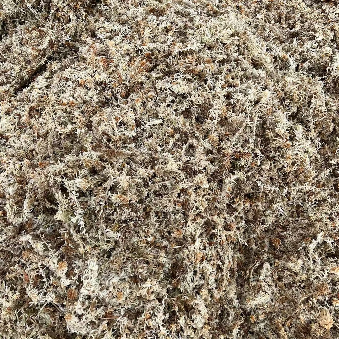 蝴蝶兰专用干苔藓