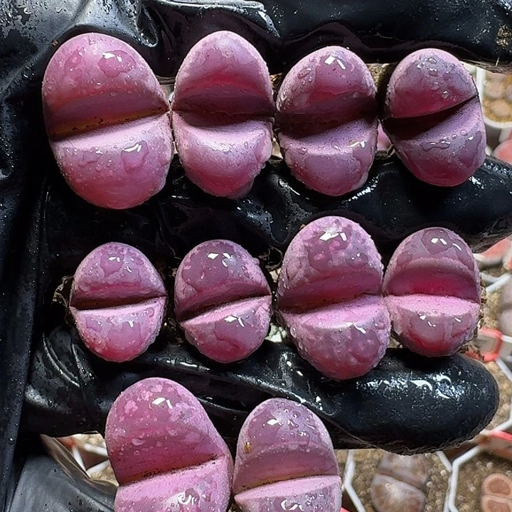 生石花11111111。   378