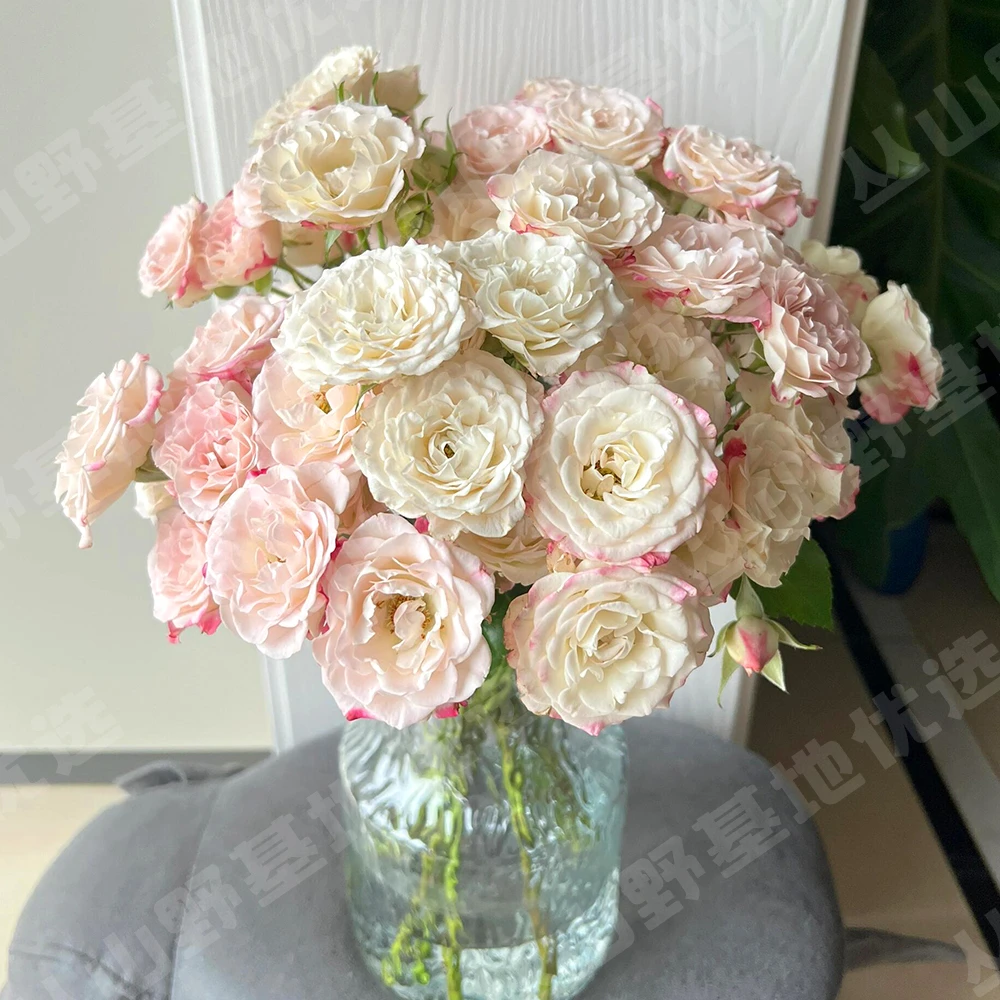 【折射】多头玫瑰鲜花云南基地直发丨赠营养液