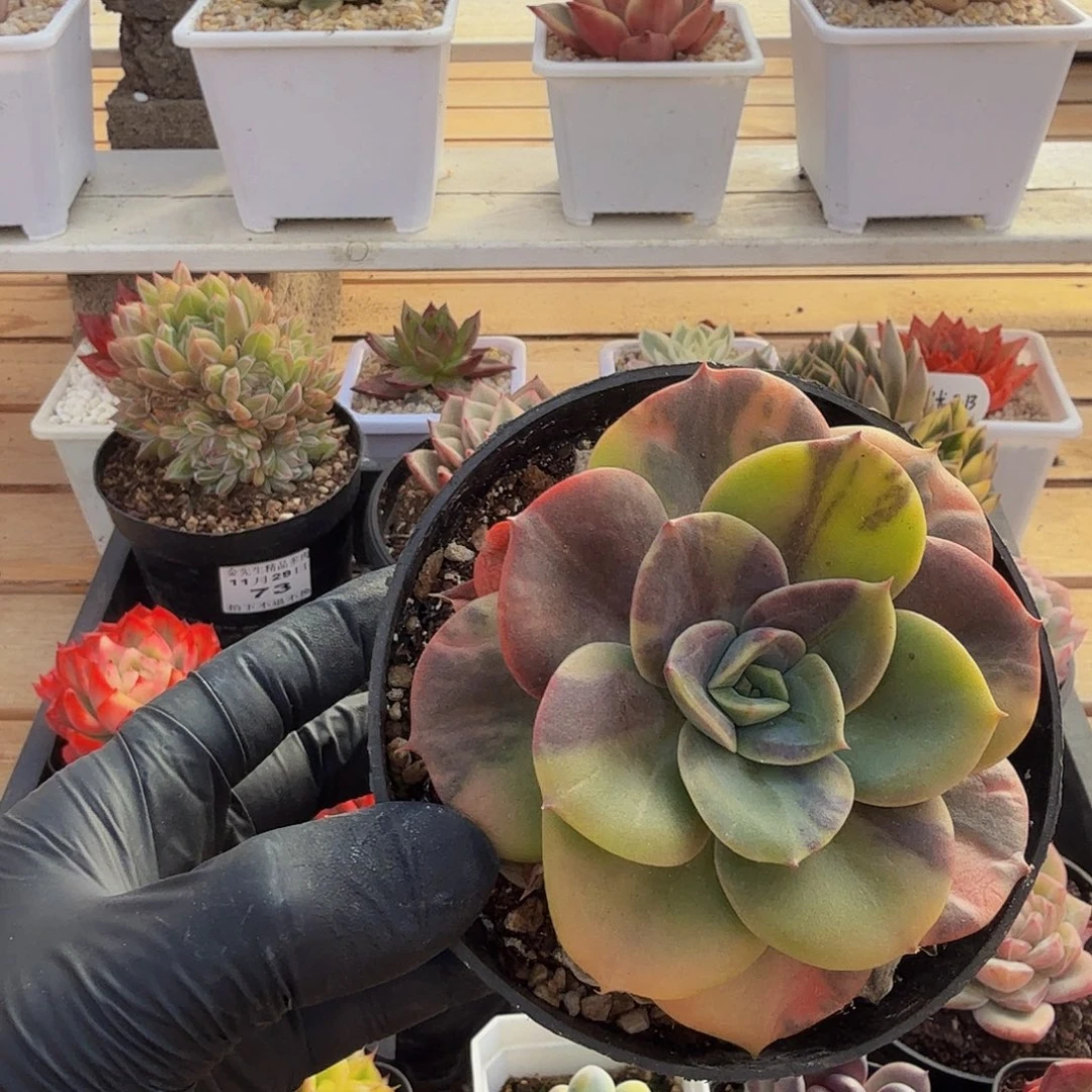 1129-76布鲁门卡锦