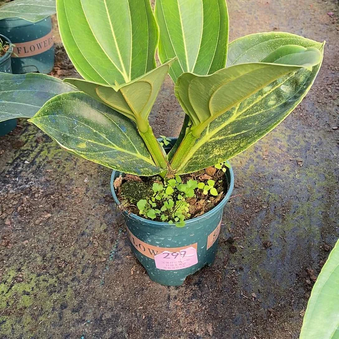 木本植物?****?木本花卉299