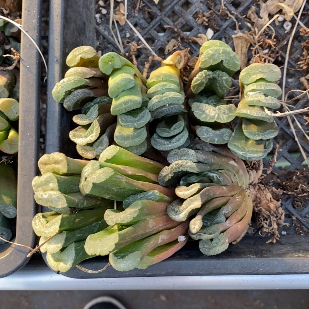 2823 一颗实生玉扇 元旦整点福利