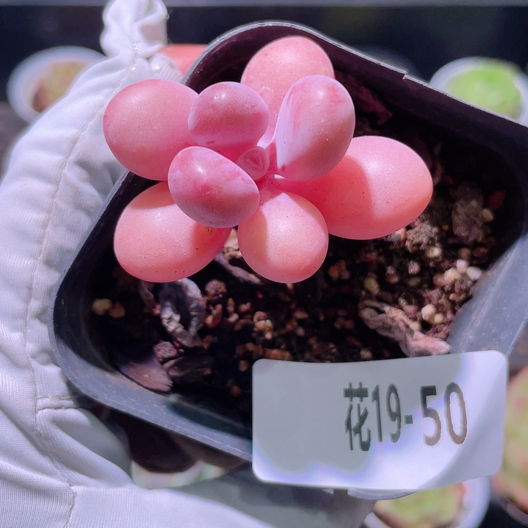 花利美19-50桃蛋