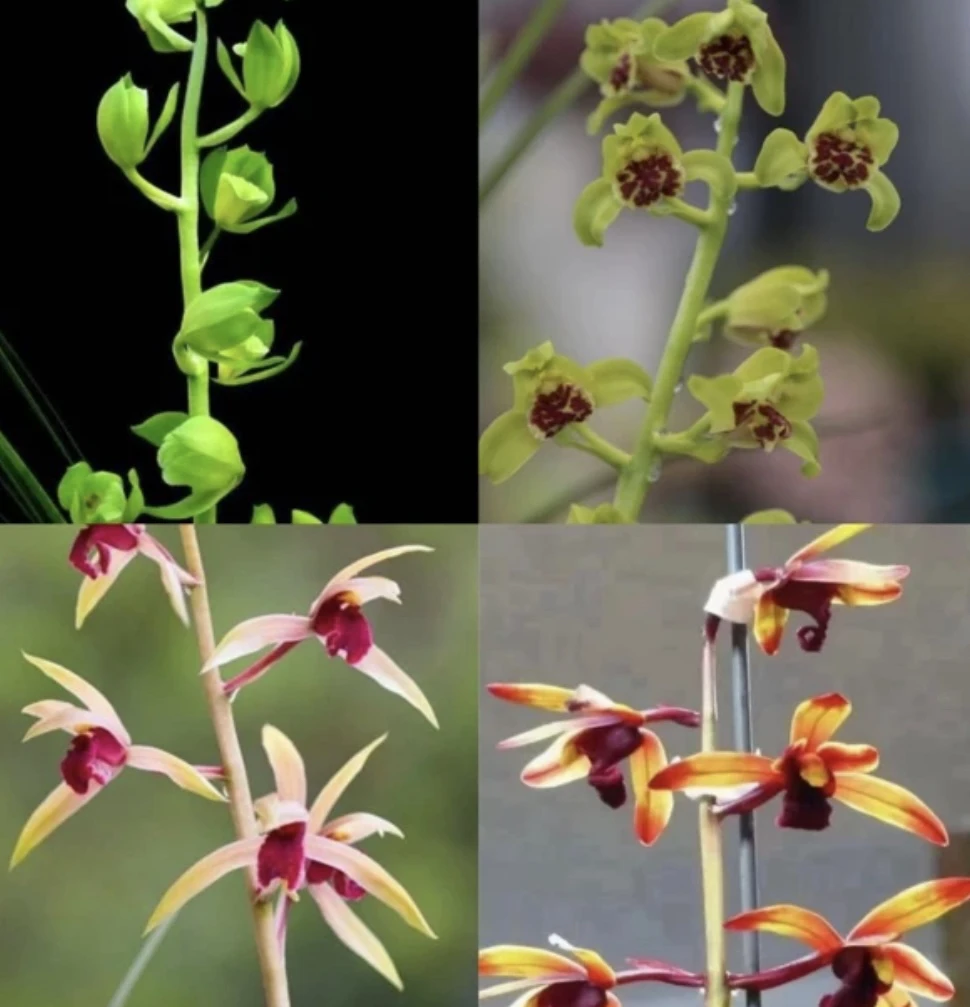 兰花国兰正品（一物一拍）