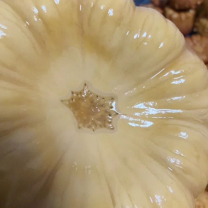 中***道墨西哥七彩疙瘩葫芦