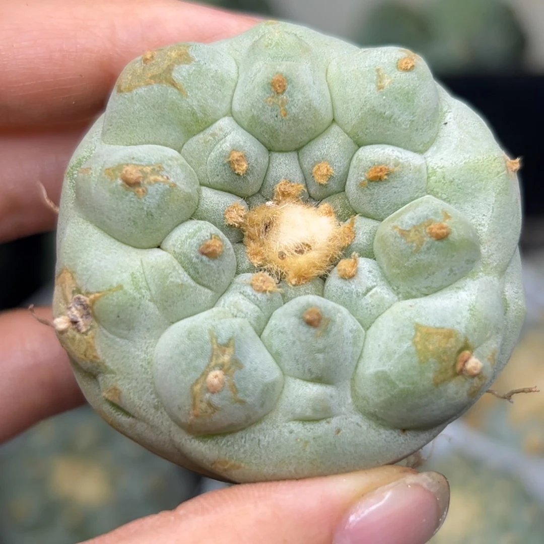 629 有根 仙人球的世界