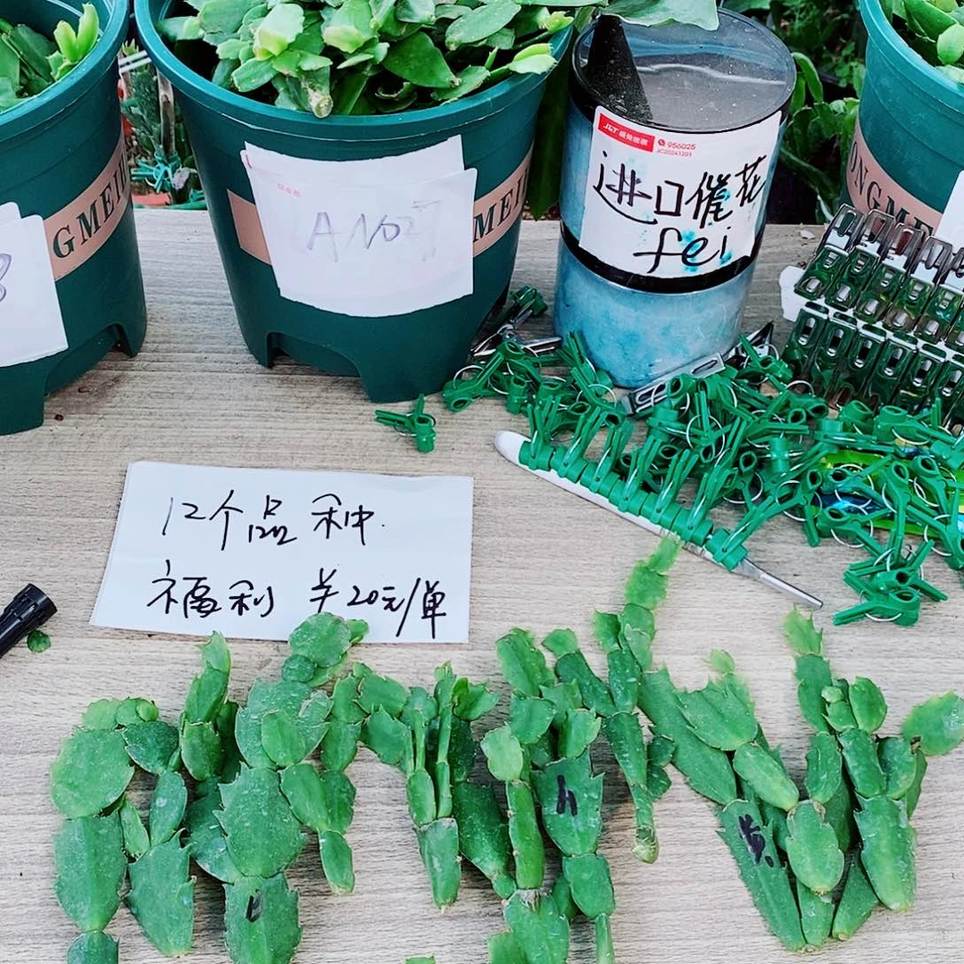 用***1无花朵叶片福利一物一拍