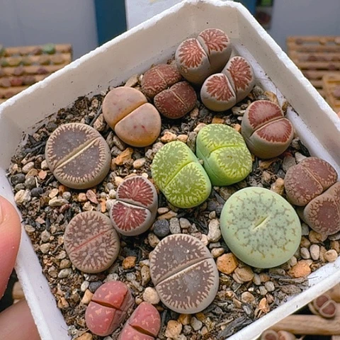 1758彩套带盆土发货特价