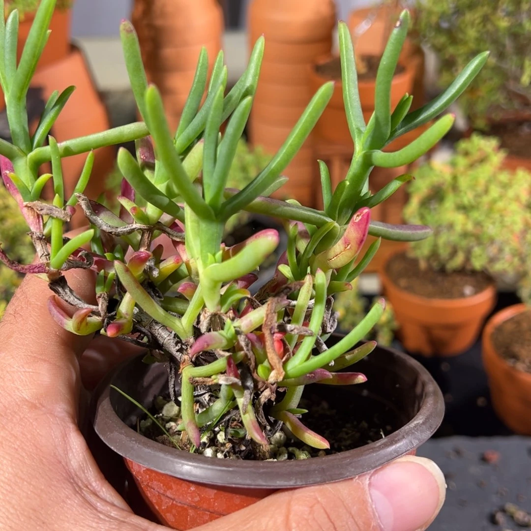 美人鱼尾90杯老桩