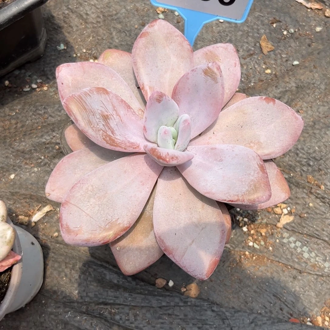 多肉植物粉兔大单头036