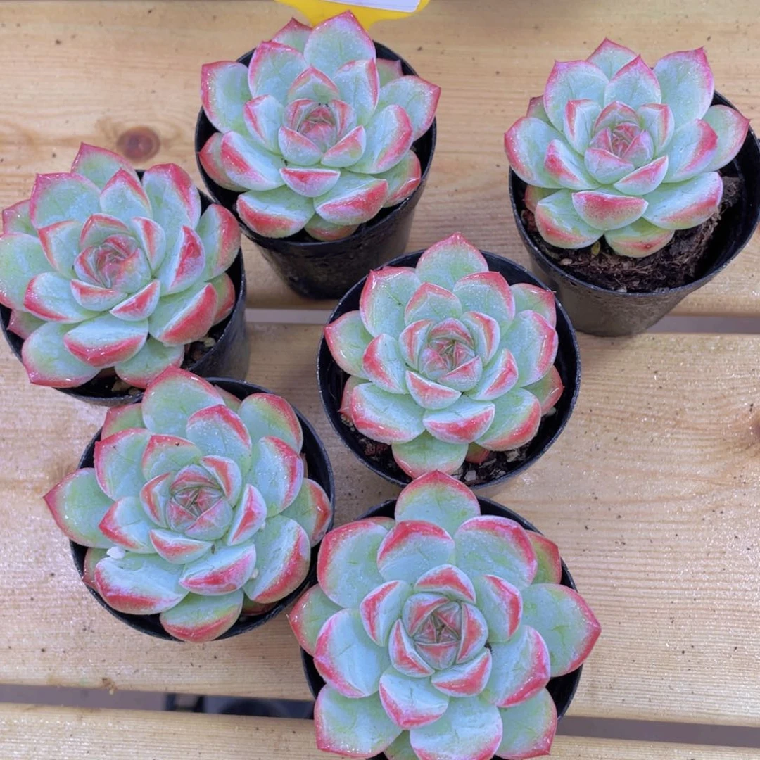 115号 玫瑰花糖心珍妮女王单头一个