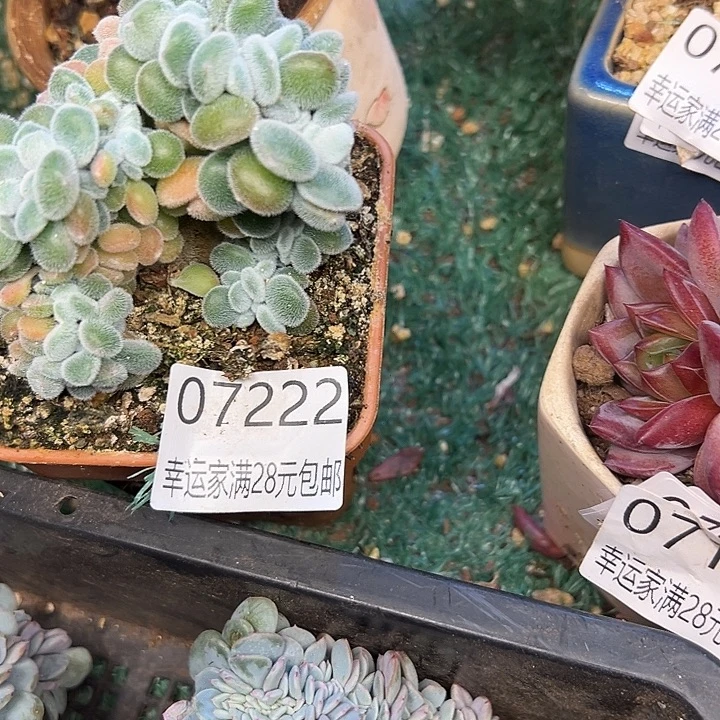 幸运的是我还没幸运