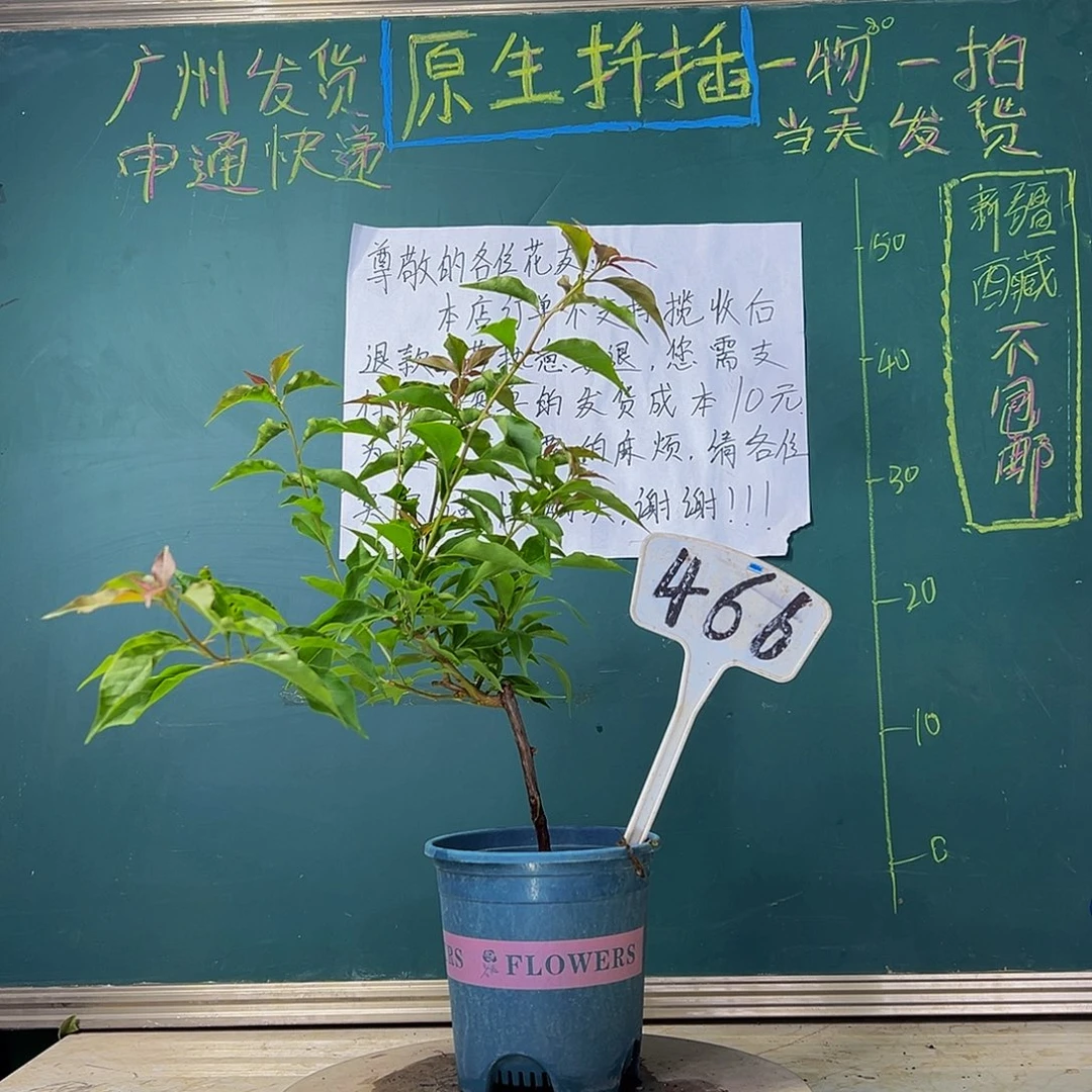 当前无花栽培后可以开花 福利 热火桑巴  466