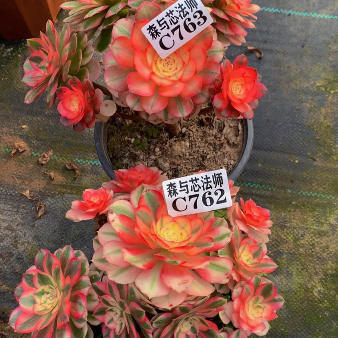 【闪购商品】763.762倾城