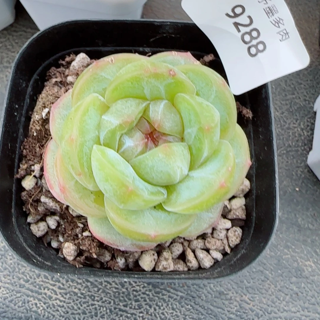 落梨花，9288多肉植物