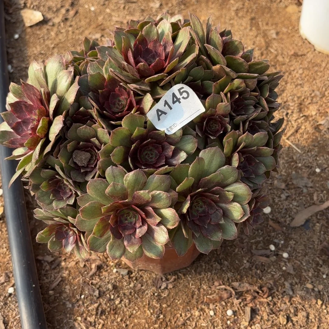 红霞丛林断枝不包145