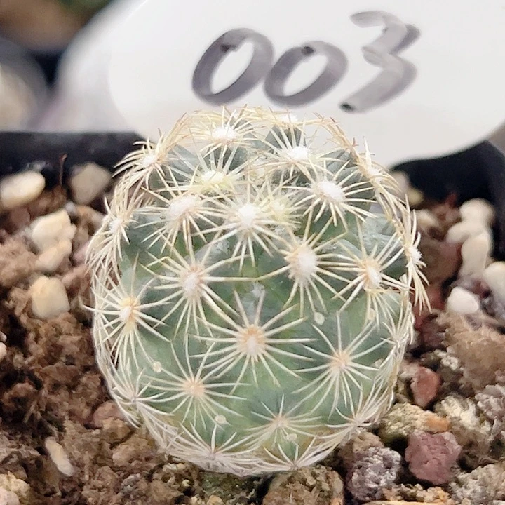 针鼠丸实生仙人球