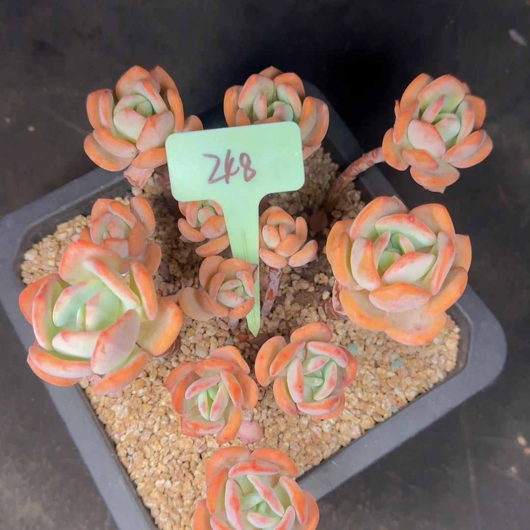 多肉植物的生长发育与