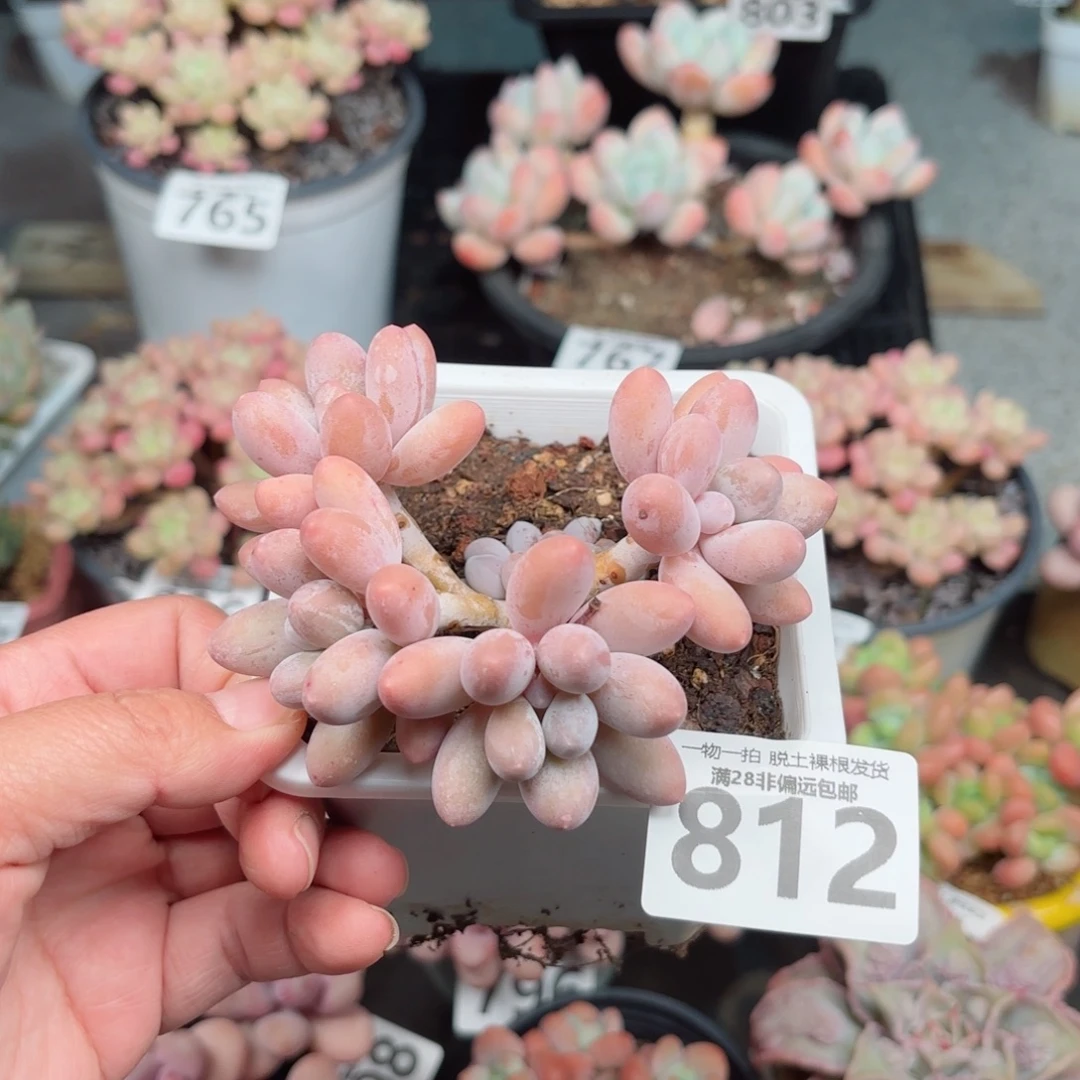 汤圆老桩无盆土发货