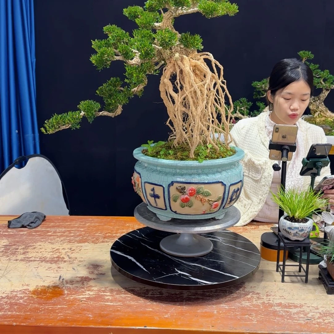 黄杨室内室外盆景艺术