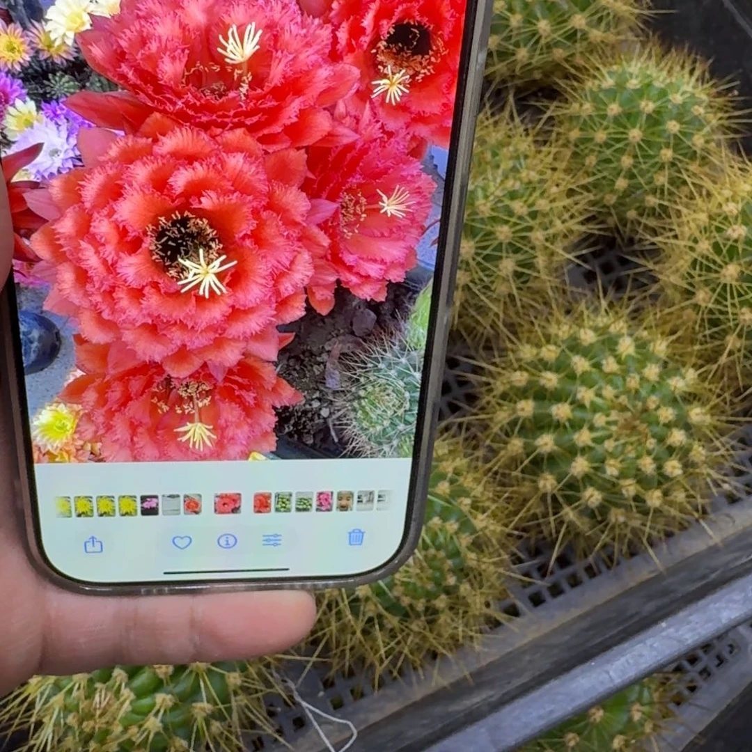 235毛花柱荣耀自花歪无根侧牙4公分左右，20包邮