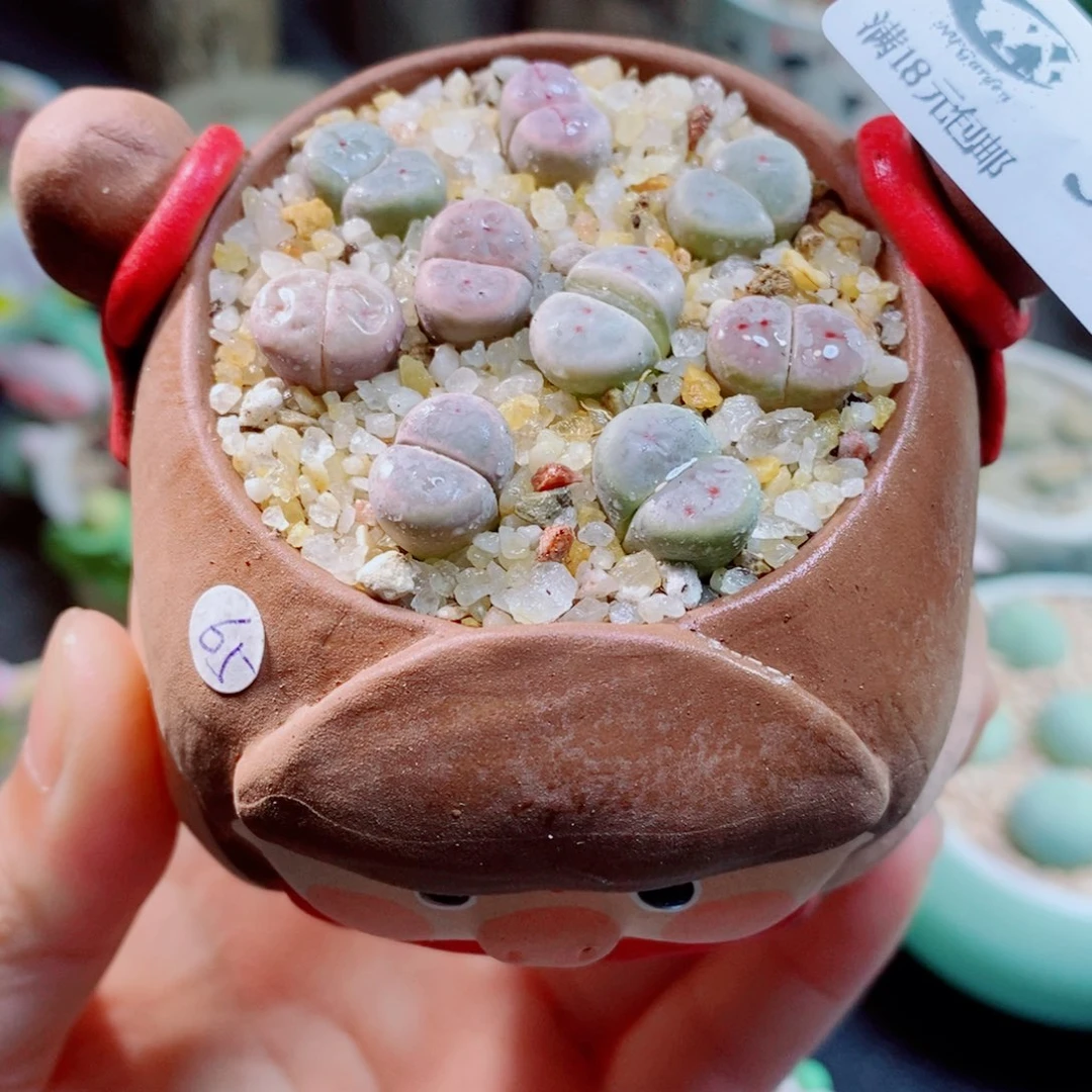 生石花花花花花花花397