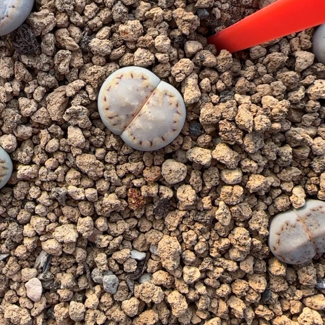 17 饼干可挑30包邮