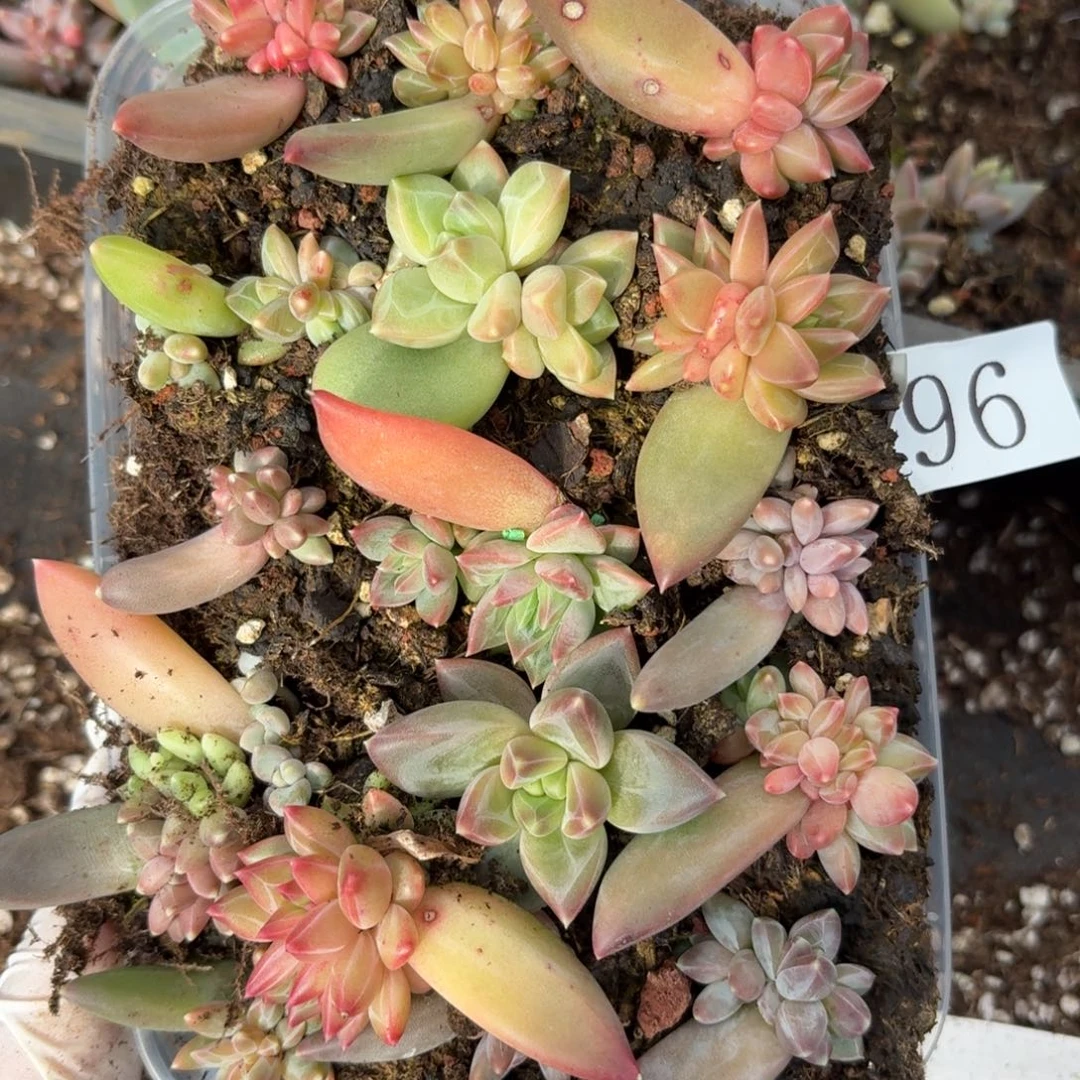 多肉植物多肉植物96