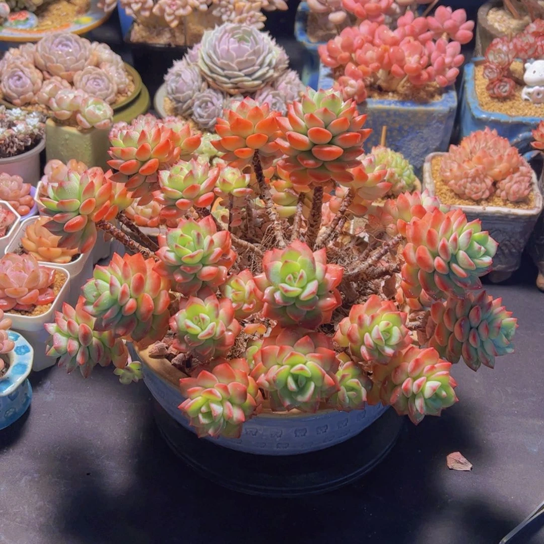 心**飞冰淇淋幕斯，多肉植物