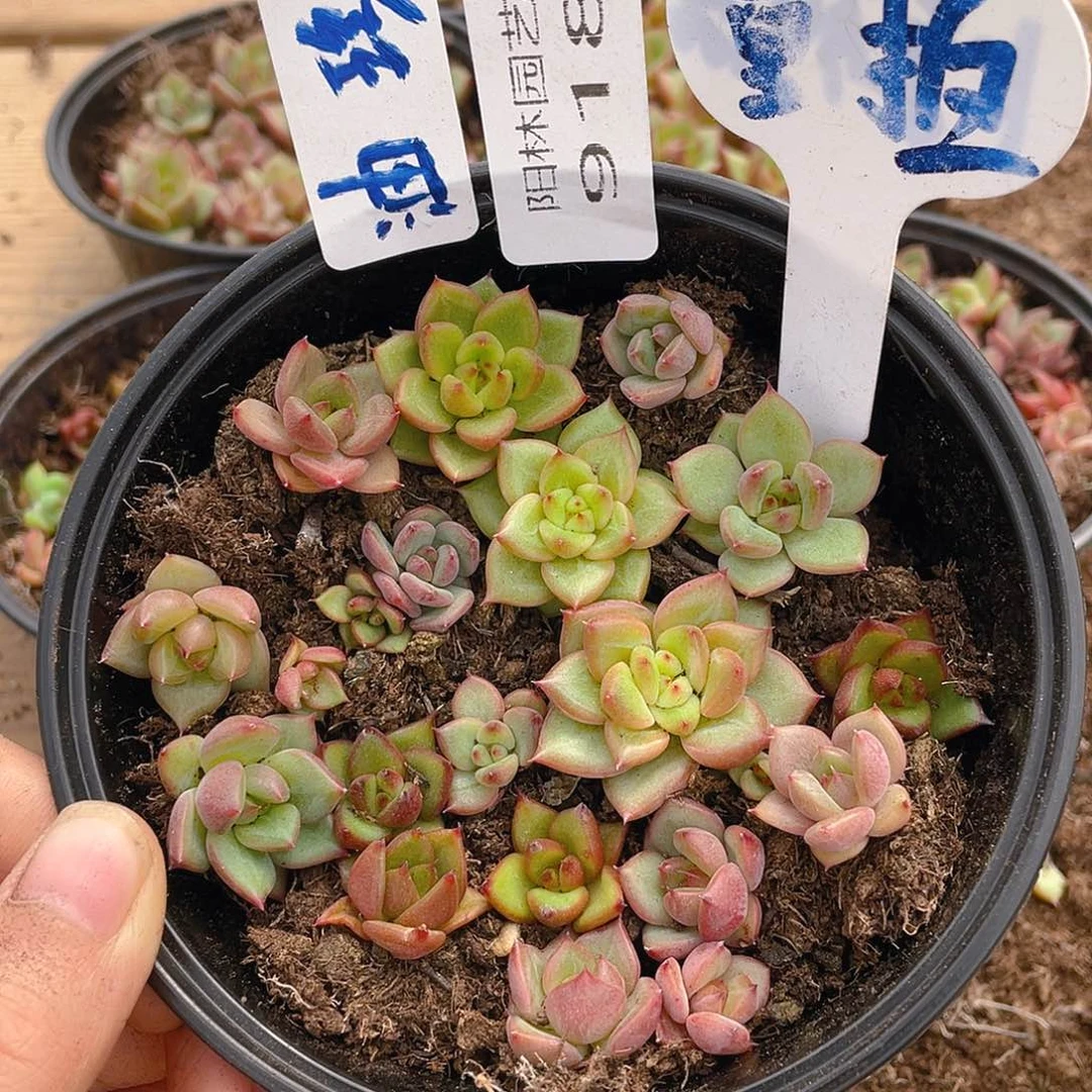 量拍多肉植物多肉植物918