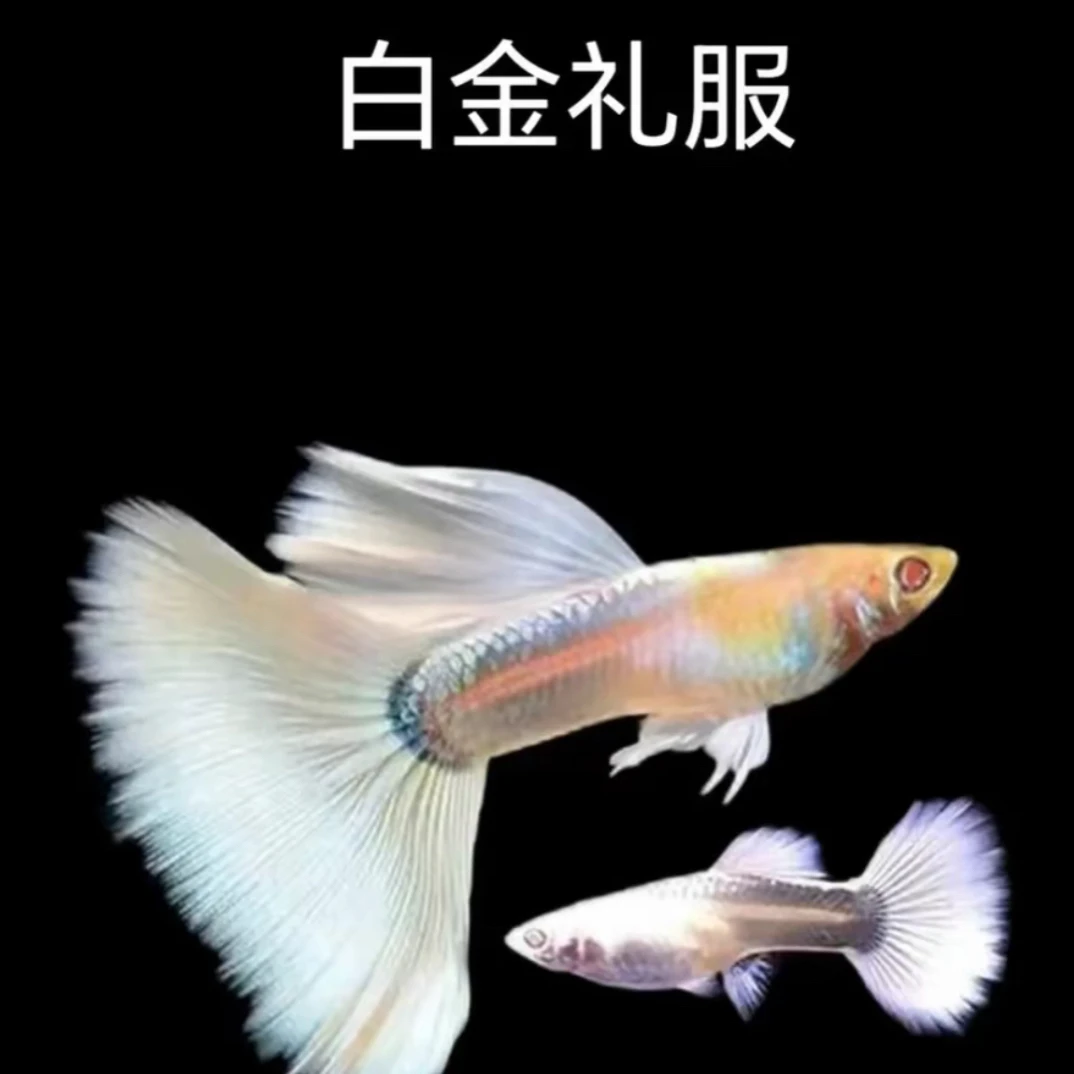 白金礼服孔雀鱼热带小型观赏鱼适合新手带肚孕母