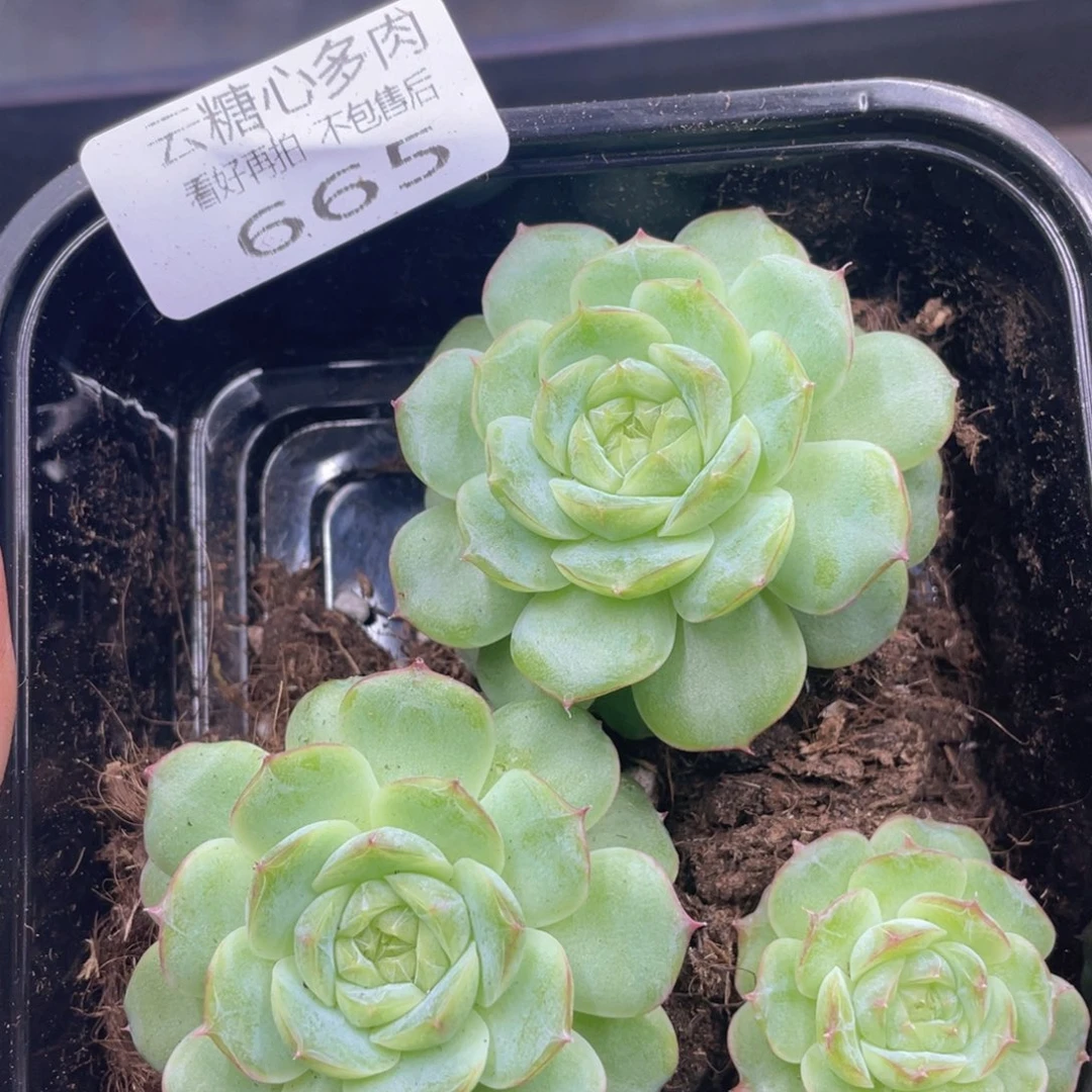 云糖心多肉植物665